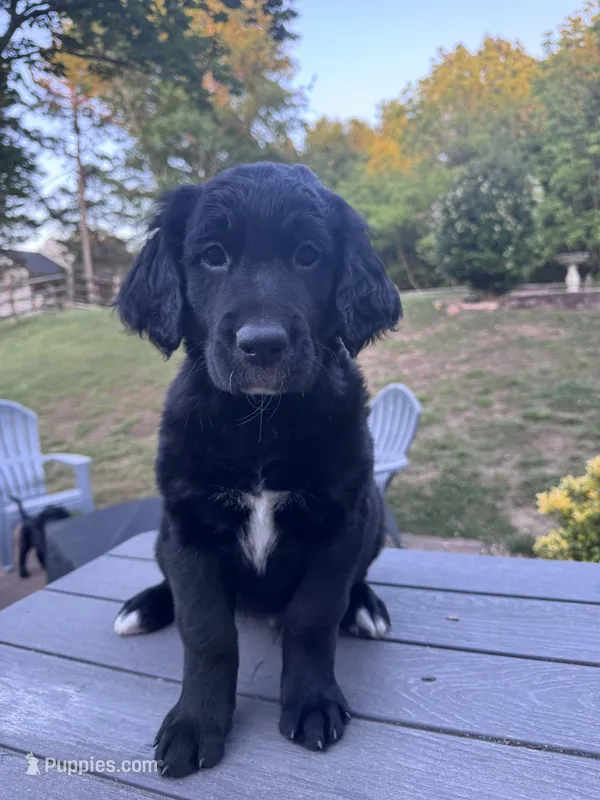 Patches – Goldendoodle puppy for sale in Charlotte, NC