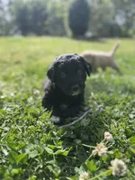 Patches, a male Goldendoodle for sale in Charlotte, NC – Photo 7 of 10