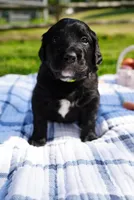 Patches, a male Goldendoodle for sale in Charlotte, NC – Photo 6 of 10