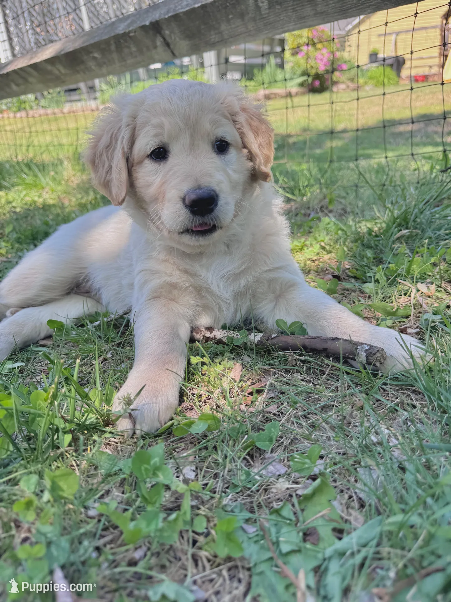Rosebud, a female Goldendoodle for sale in Charlotte, NC – Photo 2 of 10