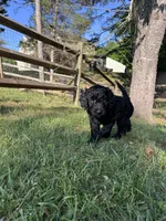 Shuri , a female Goldendoodle for sale in Charlotte, NC – Photo 5 of 7