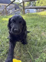 Shuri , a female Goldendoodle for sale in Charlotte, NC – Photo 3 of 7