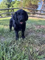 Shuri , a female Goldendoodle for sale in Charlotte, NC – Photo 4 of 7