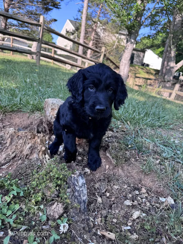 Shuri  – Goldendoodle puppy for sale in Charlotte, NC