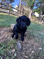 Shuri , a female Goldendoodle for sale in Charlotte, NC – Photo 1 of 7