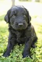 Shuri , a female Goldendoodle for sale in Charlotte, NC – Photo 6 of 7
