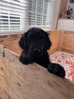 Shuri , a female Goldendoodle for sale in Charlotte, NC – Photo 2 of 7