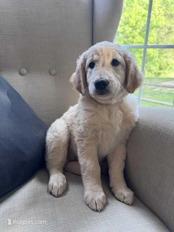Rosebud – Goldendoodle puppy for sale in Charlotte, NC