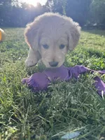 Rosebud, a female Goldendoodle for sale in Charlotte, NC – Photo 9 of 10