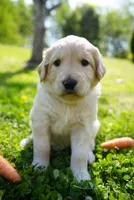 Rosebud, a female Goldendoodle for sale in Charlotte, NC – Photo 3 of 10