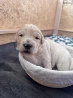 Rosebud, a female Goldendoodle for sale in Charlotte, NC – Photo 10 of 10