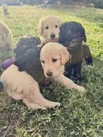 Rosebud, a female Goldendoodle for sale in Charlotte, NC – Photo 6 of 10
