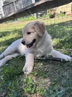 Rosebud, a female Goldendoodle for sale in Charlotte, NC – Photo 7 of 10