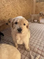 Rosebud, a female Goldendoodle for sale in Charlotte, NC – Photo 4 of 10