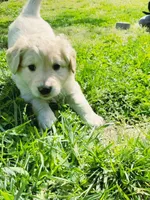 Rosebud, a female Goldendoodle for sale in Charlotte, NC – Photo 8 of 10