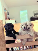 Rosebud, a female Goldendoodle for sale in Charlotte, NC – Photo 5 of 10