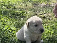Freddy, a male Goldendoodle for sale in Charlotte, NC – Photo 9 of 10