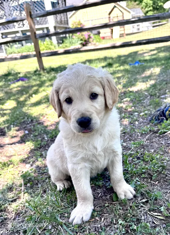 Freddy – Goldendoodle puppy for sale in Charlotte, NC