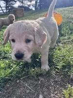 Freddy, a male Goldendoodle for sale in Charlotte, NC – Photo 5 of 10