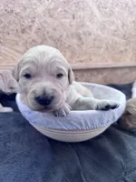 Freddy, a male Goldendoodle for sale in Charlotte, NC – Photo 7 of 10