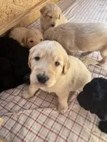 Freddy, a male Goldendoodle for sale in Charlotte, NC – Photo 10 of 10