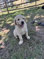 Freddy, a male Goldendoodle for sale in Charlotte, NC – Photo 8 of 10
