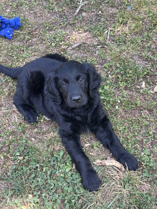 Shuri  – Goldendoodle puppy for sale in Charlotte, NC