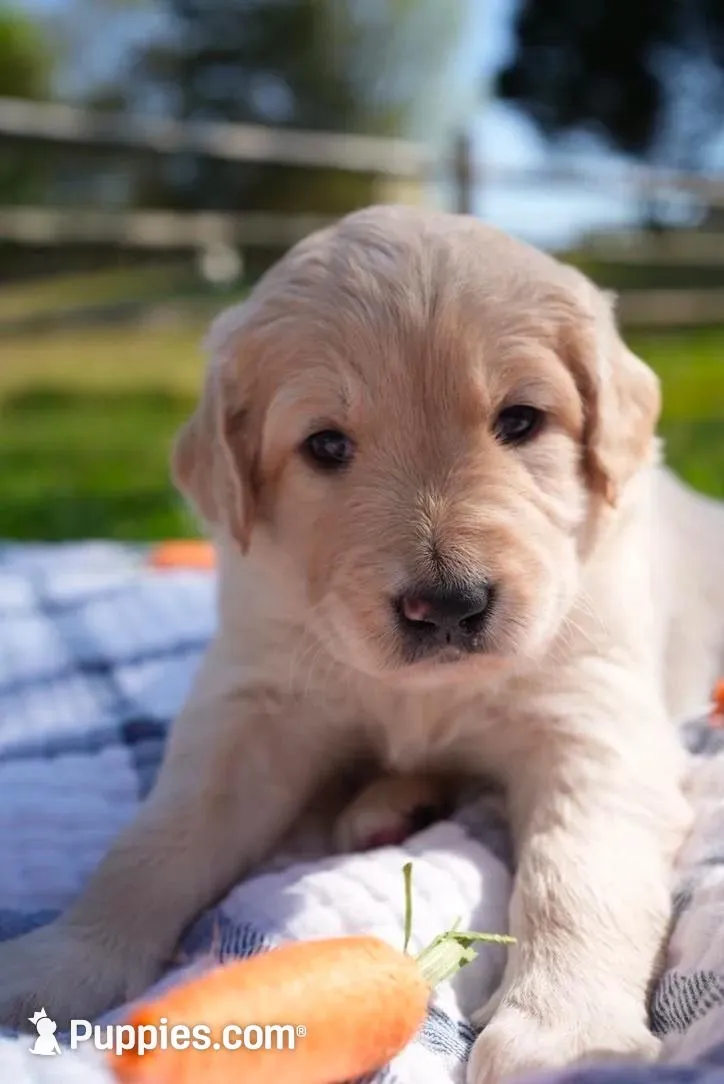 Rosebud, a female Goldendoodle for sale in Charlotte, NC – Photo 1 of 10