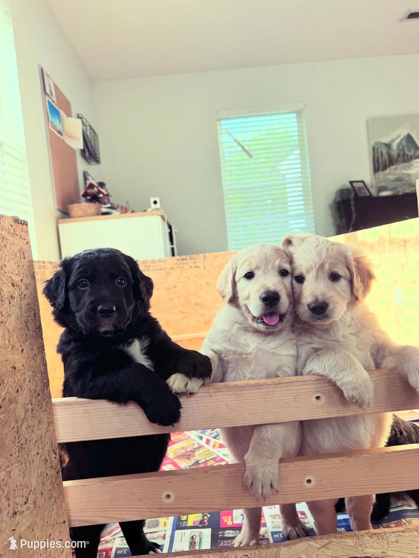 Freddy, a male Goldendoodle for sale in Charlotte, NC – Photo 4 of 10