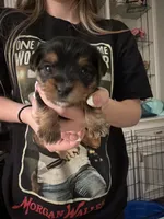 Tiffany , a female Yorkshire Terrier for sale in College Station, TX – Photo 1 of 2