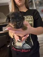 Louis , a male Yorkshire Terrier for sale in College Station, TX – Photo 1 of 2