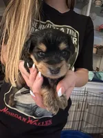 Gus , a male Yorkshire Terrier for sale in College Station, TX – Photo 1 of 2