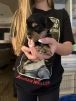 Gus , a male Yorkshire Terrier for sale in College Station, TX – Photo 2 of 2