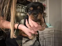 Lulu, a female Yorkshire Terrier for sale in College Station, TX – Photo 2 of 2