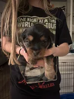 Lulu, a female Yorkshire Terrier for sale in College Station, TX – Photo 1 of 2