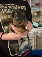 Charlotte , a female Yorkshire Terrier for sale in College Station, TX – Photo 1 of 2