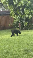 Dante, a male Giant Schnauzer for sale in Miami, FL – 10 of 10