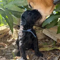 Dante, a male Giant Schnauzer for sale in Miami, FL – Photo 3 of 7