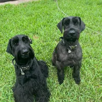 Dante, a male Giant Schnauzer for sale in Miami, FL – Photo 7 of 7