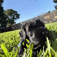Dante, a male Giant Schnauzer for sale in Miami, FL – Photo 2 of 7