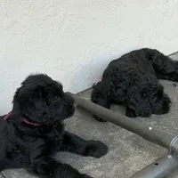 Dante, a male Giant Schnauzer for sale in Miami, FL – Photo 5 of 7