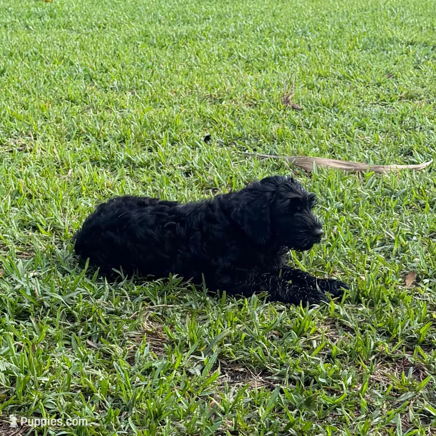 Dante, a male Giant Schnauzer for sale in Miami, FL – Photo 4 of 7