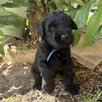 Dante, a male Giant Schnauzer for sale in Miami, FL – Photo 1 of 7