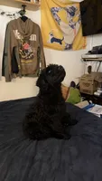 Dante, a male Giant Schnauzer for sale in Miami, FL – 8 of 10
