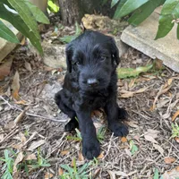 Weapon X, a female Giant Schnauzer for sale in Miami, FL – Photo 3 of 8