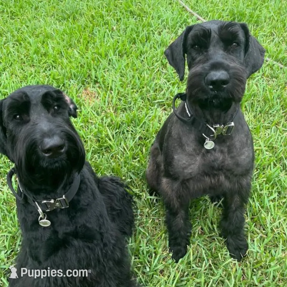 Weapon X, a female Giant Schnauzer for sale in Miami, FL – Photo 6 of 8