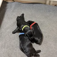 Weapon X, a female Giant Schnauzer for sale in Miami, FL – Photo 5 of 8