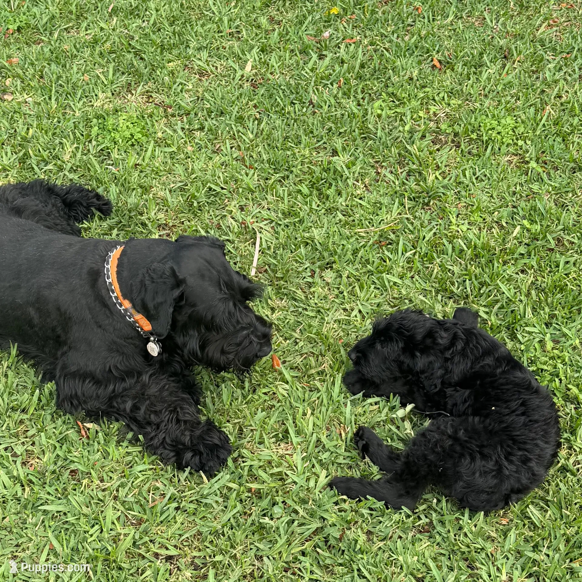 Weapon X, a female Giant Schnauzer for sale in Miami, FL – Photo 8 of 8