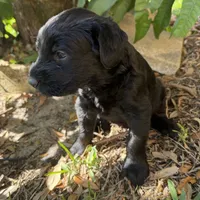 Weapon X, a female Giant Schnauzer for sale in Miami, FL – Photo 4 of 8