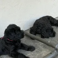 Weapon X, a female Giant Schnauzer for sale in Miami, FL – Photo 2 of 8